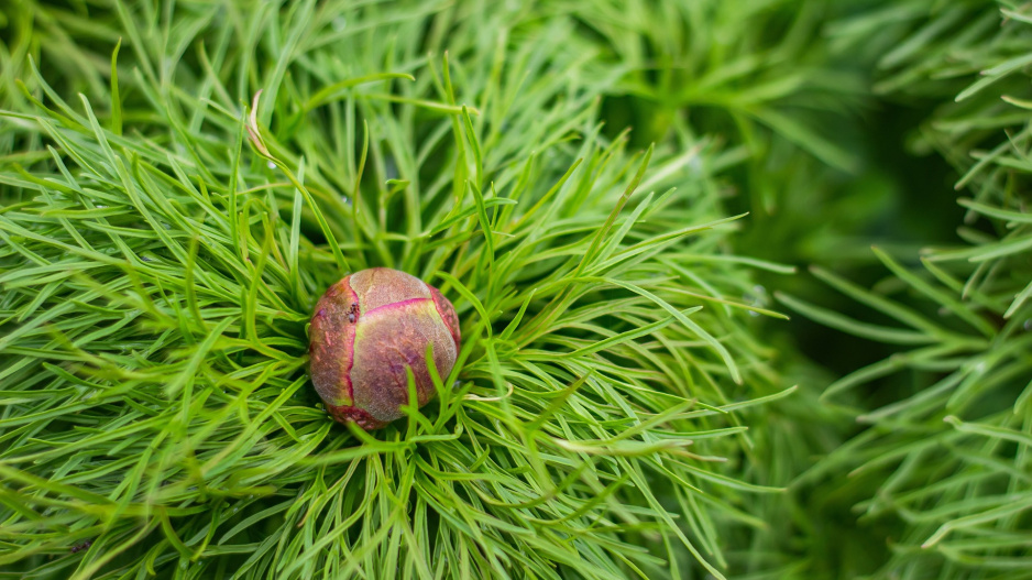 Pivoňka koprolistá (Paeonia tenuifolia)