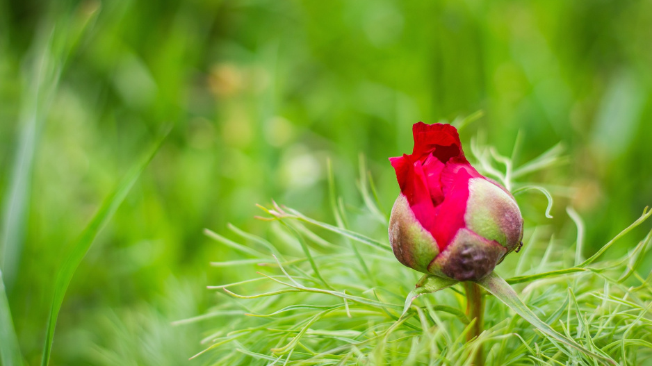 Pivoňka koprolistá (Paeonia tenuifolia)