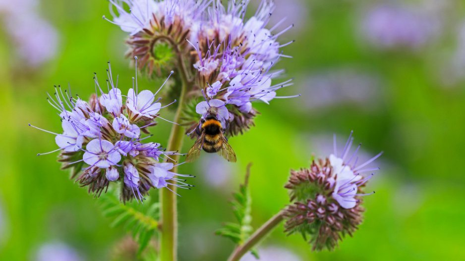 Svazenka vrásčitolistá (Phacelia tanacetifolia)