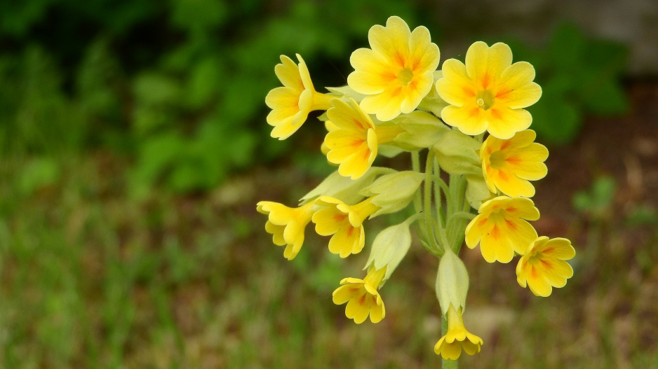 Prvosenka jarní (Primula veris)