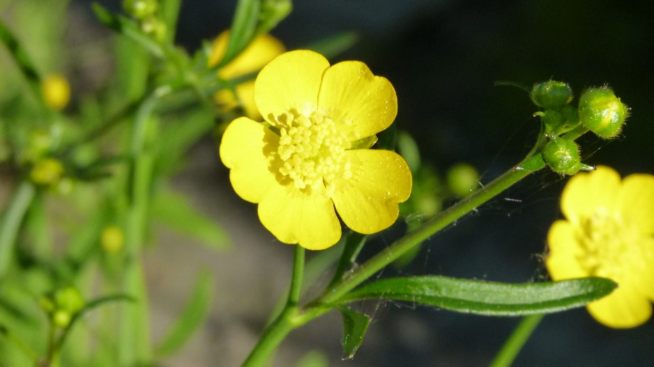 Pryskyřník prudký (Ranunculus acer L.)