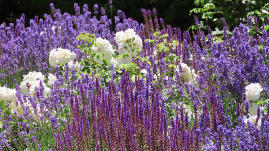 Šalvěj hajní (Salvia nemorosa)