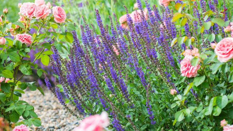 Šalvěj hajní (Salvia nemorosa)