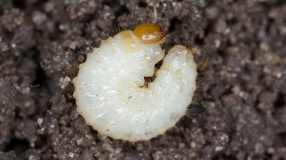 Z vajíček se líhnou krémově bílé larvy, velké 8-10 mm, s nahnědlou hlavou