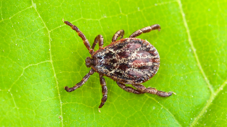 Piják lužní je velký až 5 mm