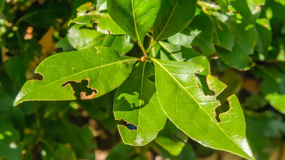 Listy, okousané lakonosci Listy, okousané lakonosci