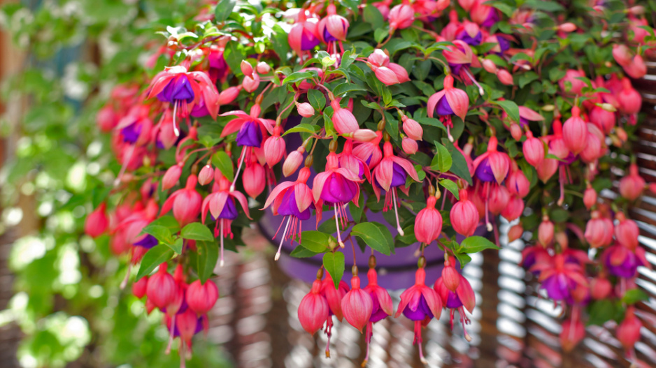 Fuchsie (Fuchsia)