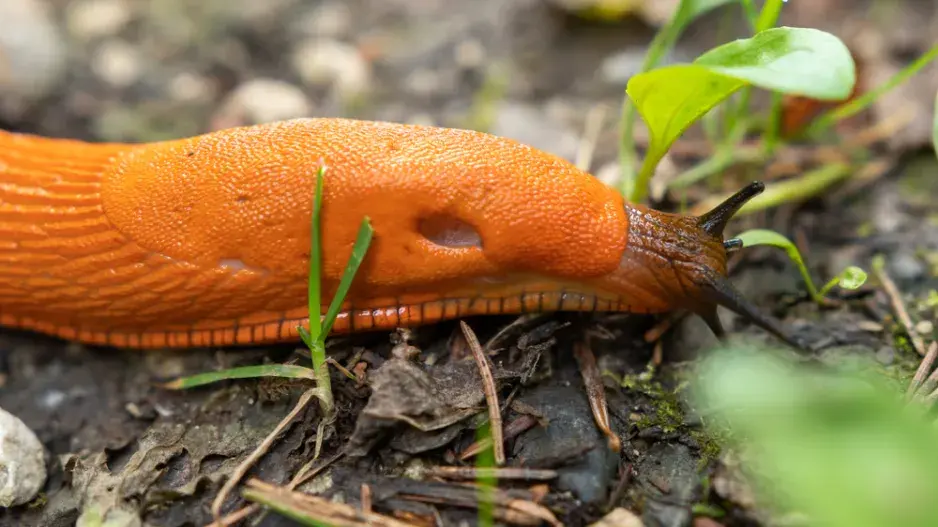 Plzák španělský má nápadně rezavou barvu Plzák španělský má nápadně rezavou barvu