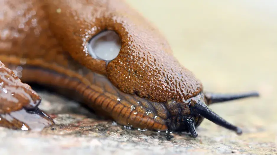 Nápadný dýchací otvor v přední části těla Nápadný dýchací otvor v přední části těla