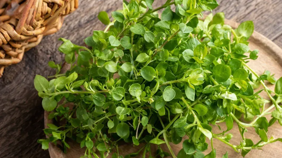 Ptačinec žabinec (Stellaria media) 