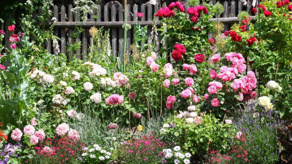 Růže patří do tradičních i moderních zahrad