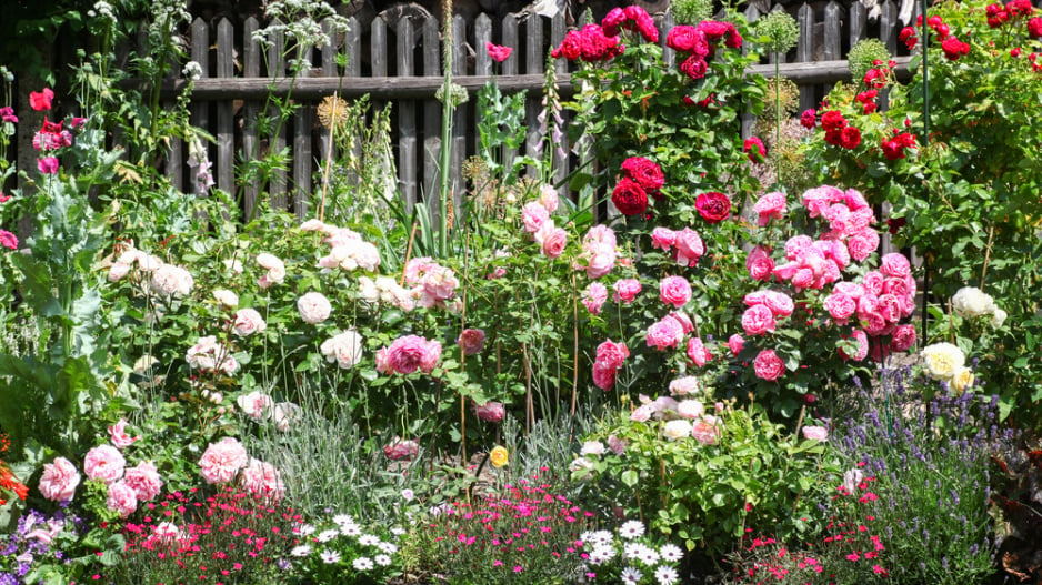 Růže patří do tradičních i moderních zahrad