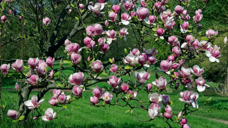 Magnolie Soulangeova Magnolie Soulangeova