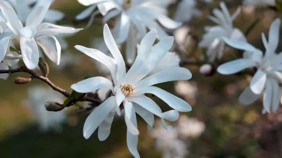 Magnolie hvězdovitá Magnolie hvězdovitá