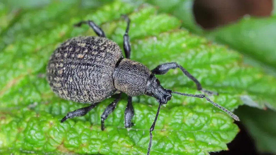 V našich zahradách se nejčastěji vyskytuje lakonosec rýhovaný (Otiorhynchus sulcatus) V našich zahradách se nejčastěji vyskytuje lakonosec rýhovaný (Otiorhynchus sulcatus)
