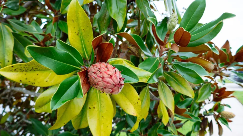 Magnolie velkokvětá Magnolie velkokvětá