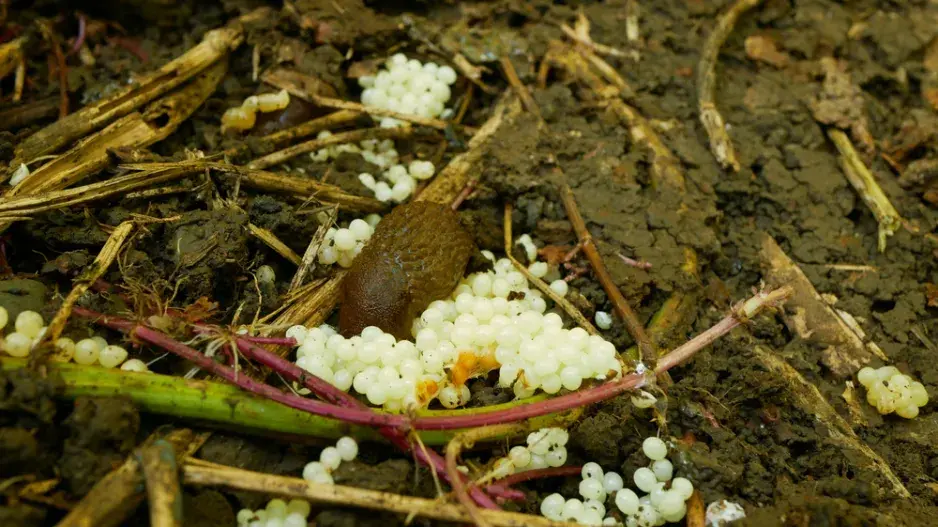 Vajíčka plzáka španělského Vajíčka plzáka španělského