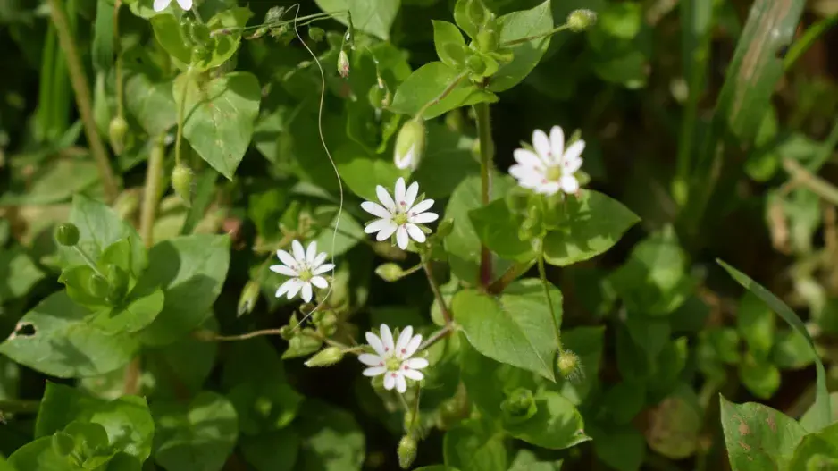 Ptačinec žabinec najdete určitě i na vlastní zahradě