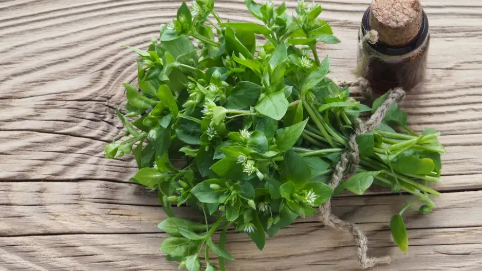 Ptačinec žabinec je i léčivka