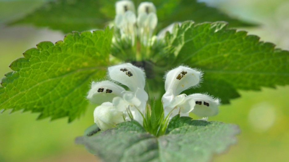 Bílé květy hluchavky obsahují sladký nektar