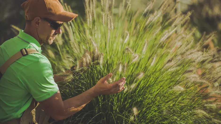 Okrasné traviny teď rozdělte