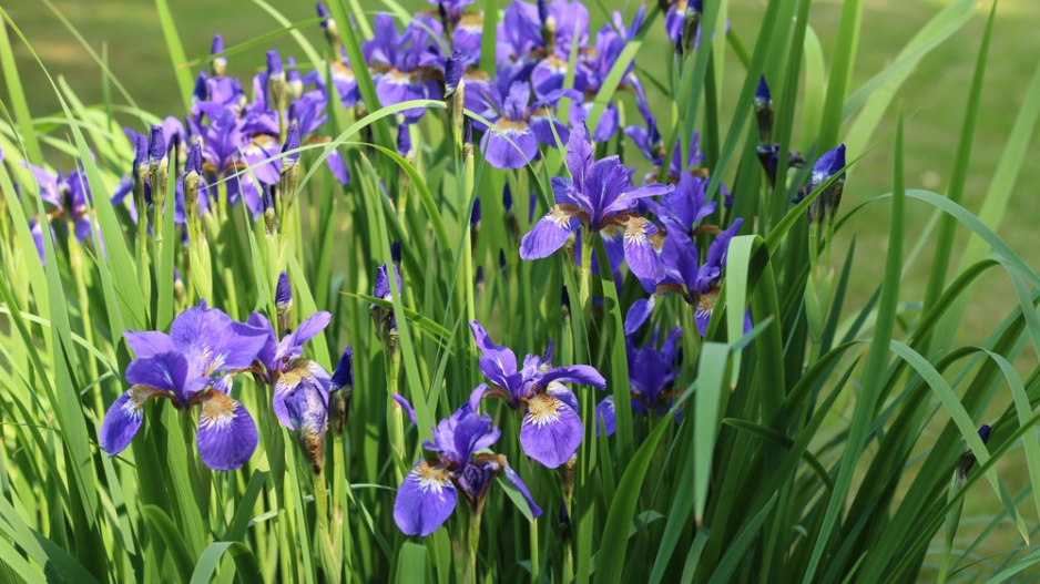 Kosatec sibiřský (Iris sibirica)