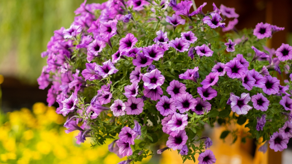 Petúnie (Petunia)