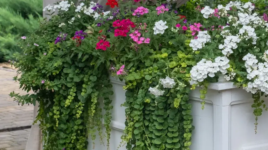 Barevné květy vyniknou nejlépe v sousedství zelených listů