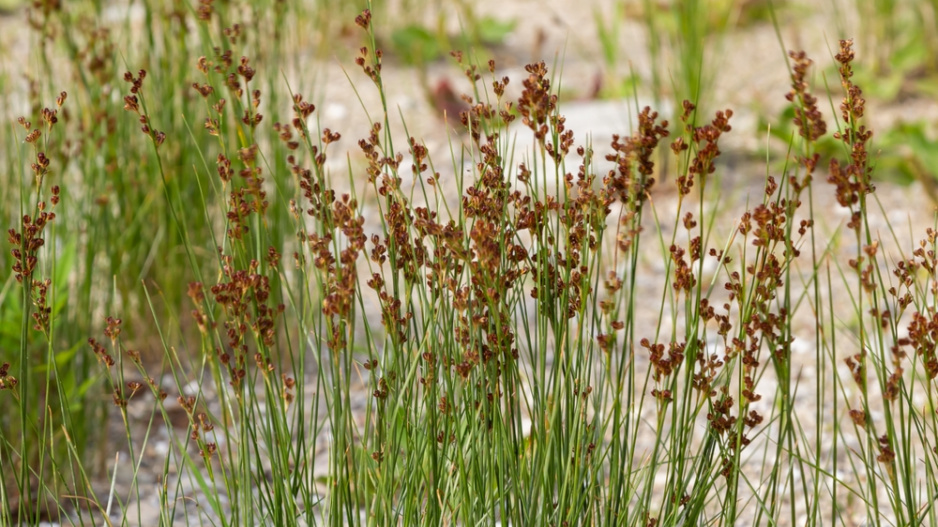 Sítina (Juncus)