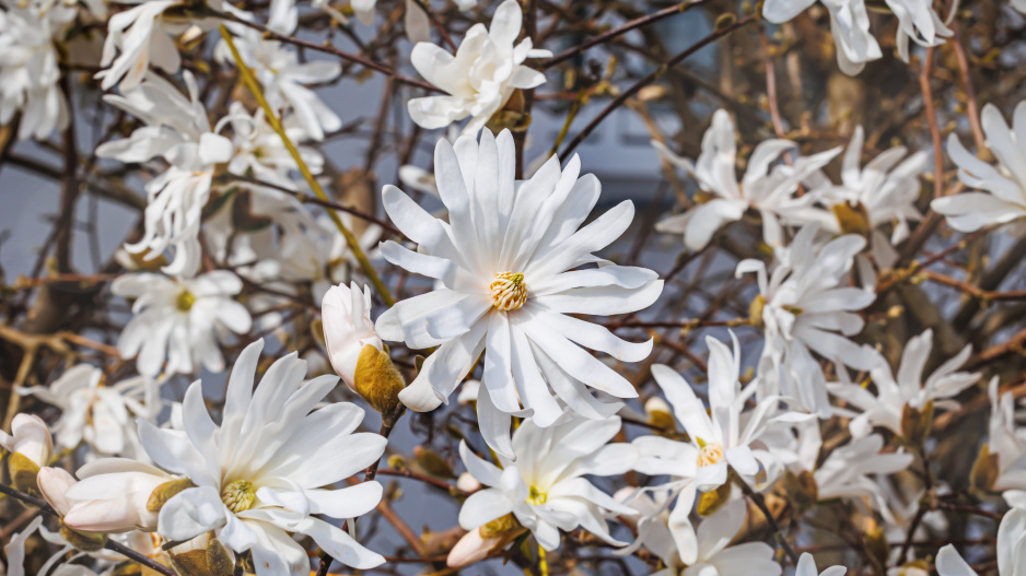 magnolie hvězdovitá