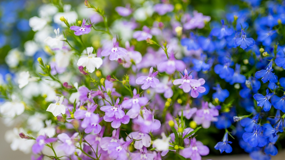 Lobelka (Lobelia)