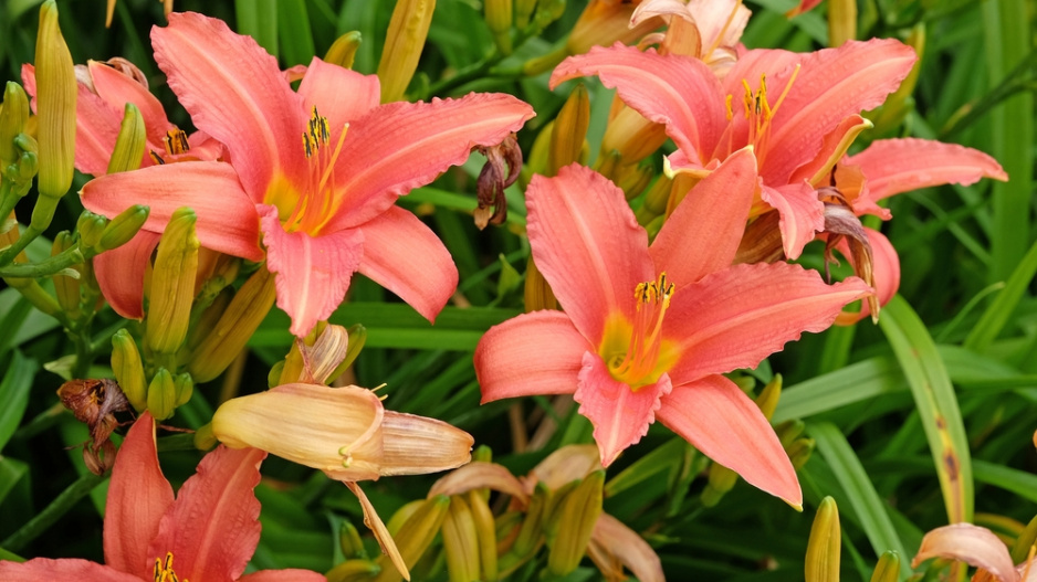 Denivka (Hemerocallis)