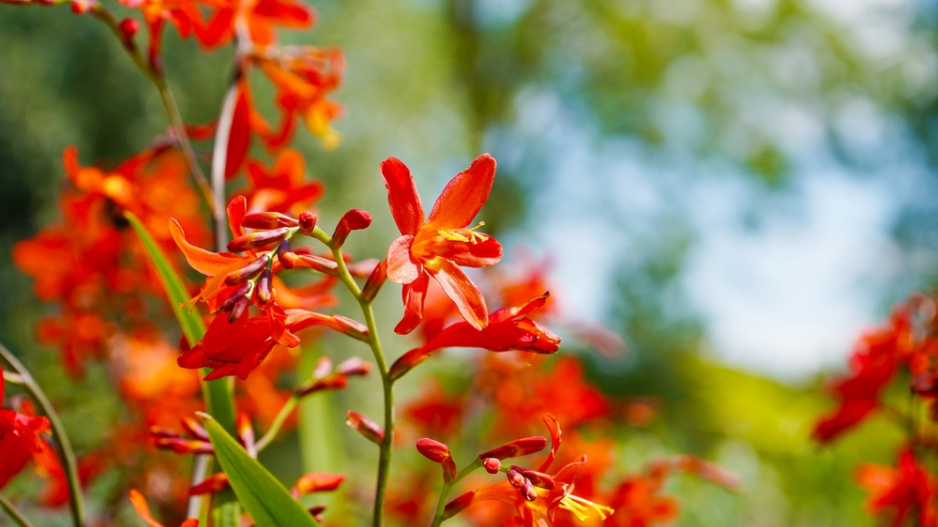 Montbrecie (Crocosmia) můžete vysadit i do oblíbených prérijních záhonů