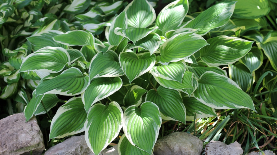 Bohyška neboli funkie (Hosta) 