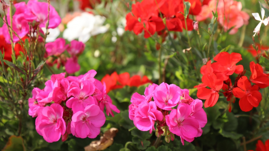 Pelargonie neboli muškát (Pelargonium)