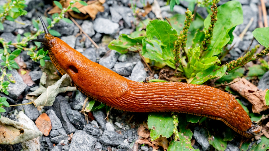 Plzáci španělští (Arion vulgaris) dorůstají do délky až 10 cm