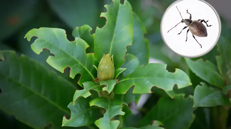 Typické okousání rostlin způsobuje lakonosec Typické okousání rostlin způsobuje lakonosec