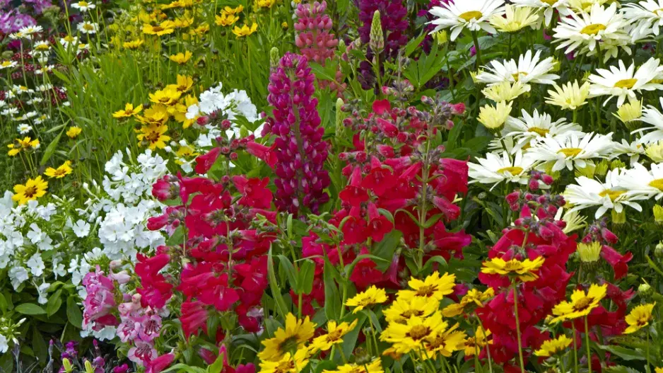 Pestrý záhon trvalek plný kopretin i lupin