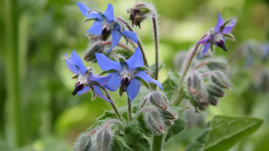 Brutnák lékařský (Borago officinalis)