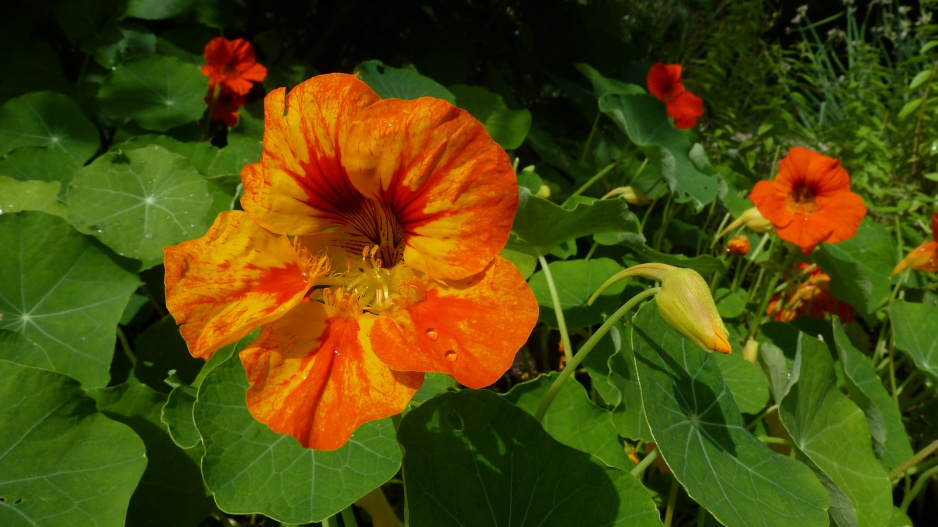 Lichořeřišnice (Tropaeolum majus)