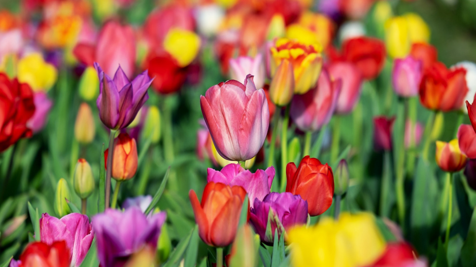 Jarní záhon s pestrobarevnými tulipány