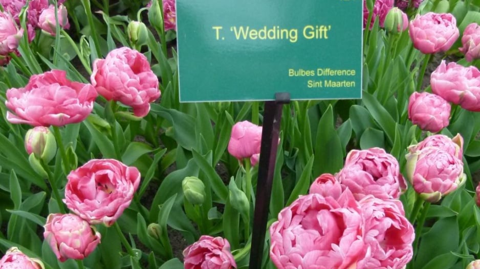 Tulipán T. 'Wedding Gift'
