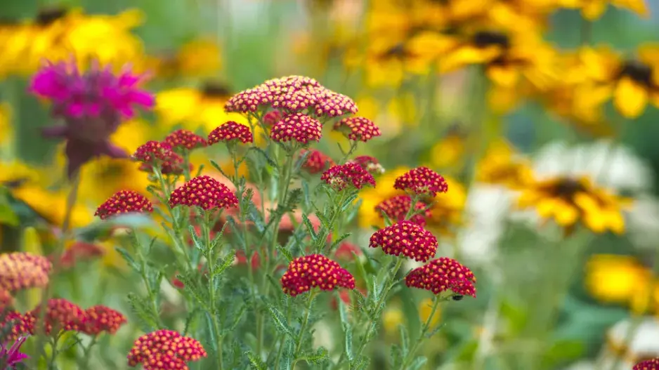 Řebříčky vykvétají kromě bílé i červenou, žlutou nebo růžovou barvou
