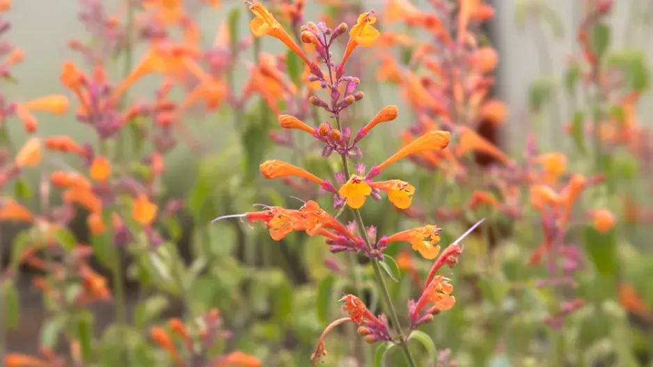 Agastache 'Apricot Sprite' Agastache 'Apricot Sprite'