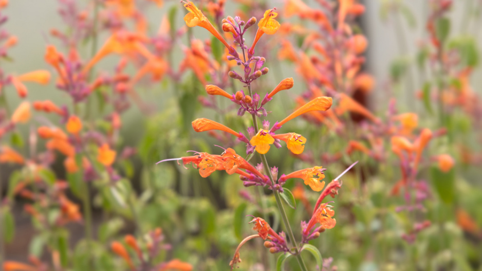 Agastache 'Apricot Sprite'