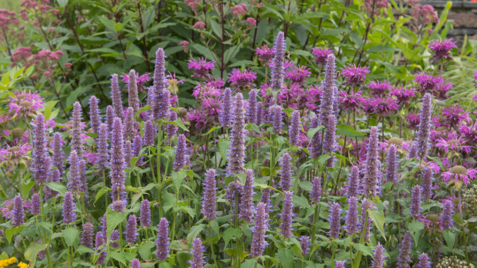 Agastache foeniculum
