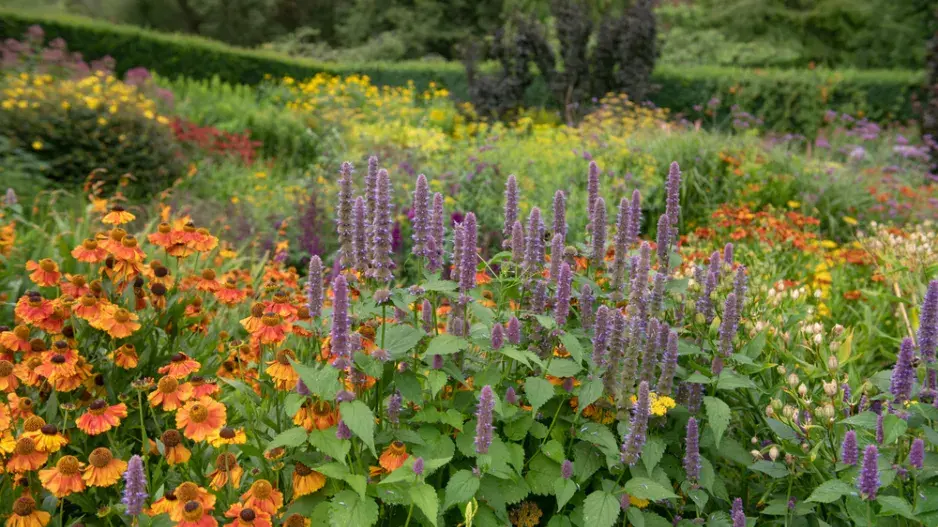 Agastache foeniculum