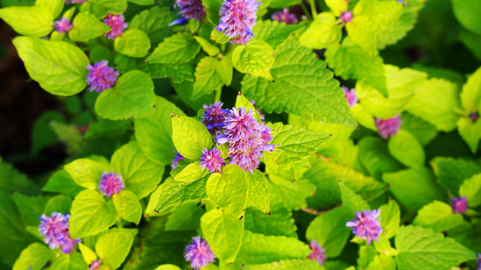 Agastache foeniculum