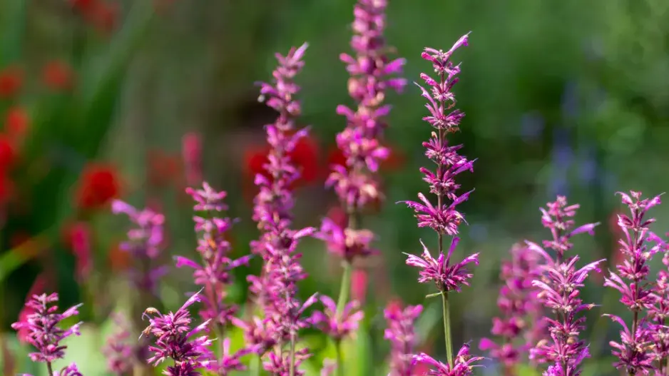 Agastache mexicana Agastache mexicana