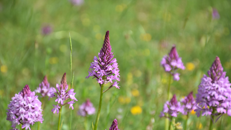 Rudohlávek jehlancovitý (Anacamptis pyramidalis)